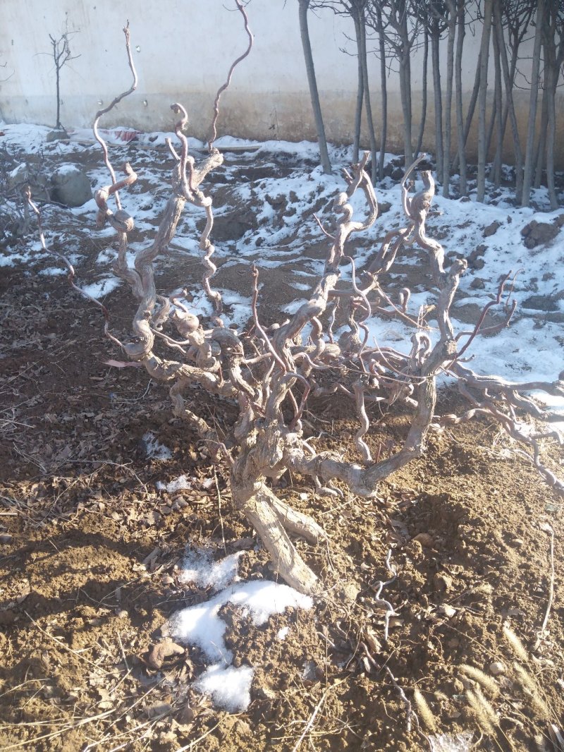 龙枣树龙须枣树盆栽地栽南方北方种植盘龙蟠龙活苗嫁接苗当年