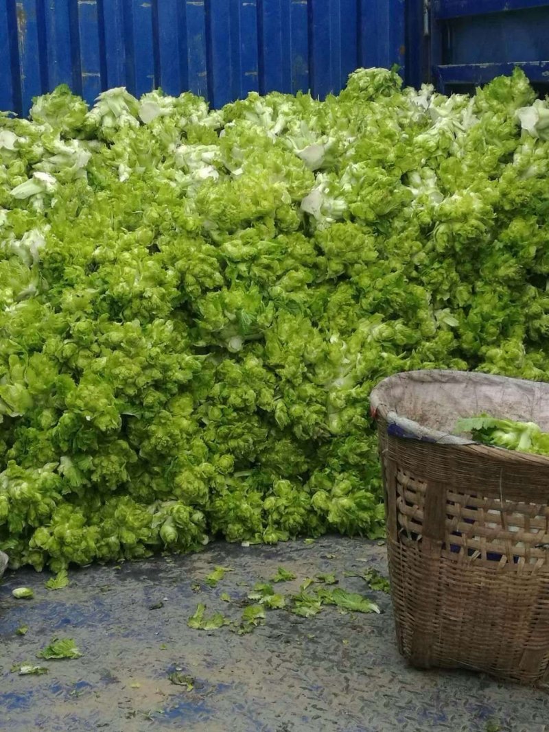 儿菜