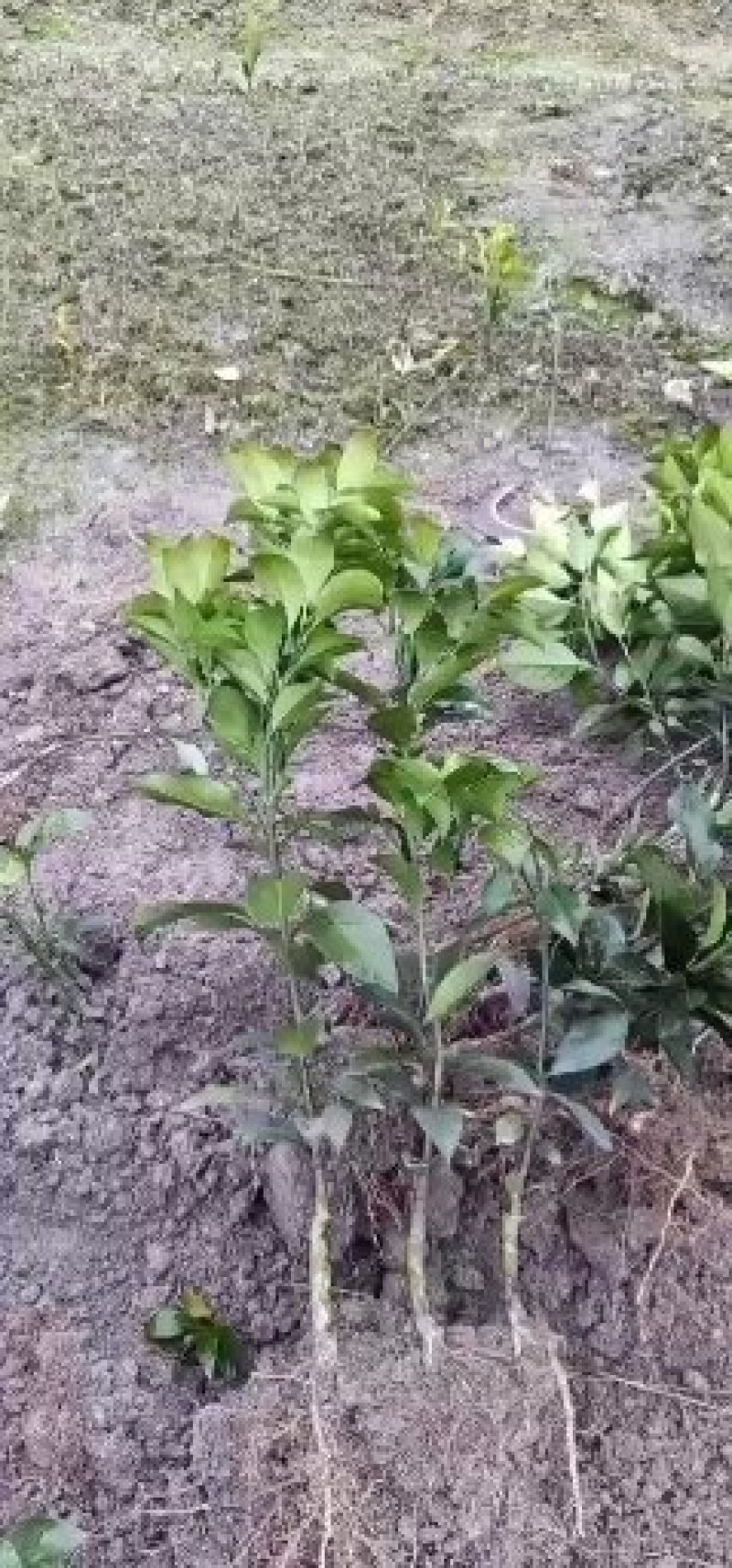 大量批发，明日见，红美人，甘平，纽荷尔脐橙苗木
