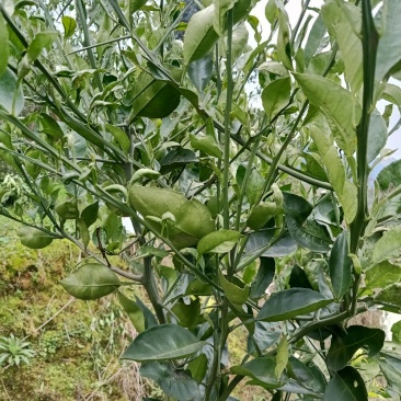 大量批发，明日见，红美人，甘平，纽荷尔脐橙苗木