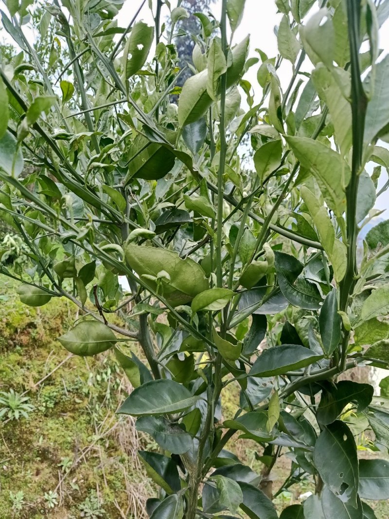 大量批发，明日见，红美人，甘平，纽荷尔脐橙苗木