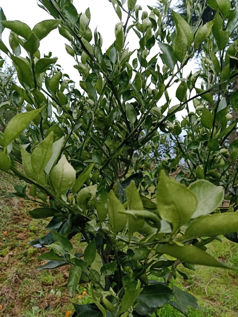 大量批发，明日见，红美人，甘平，纽荷尔脐橙苗木