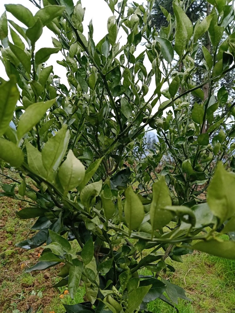 大量批发，明日见，红美人，甘平，纽荷尔脐橙苗木