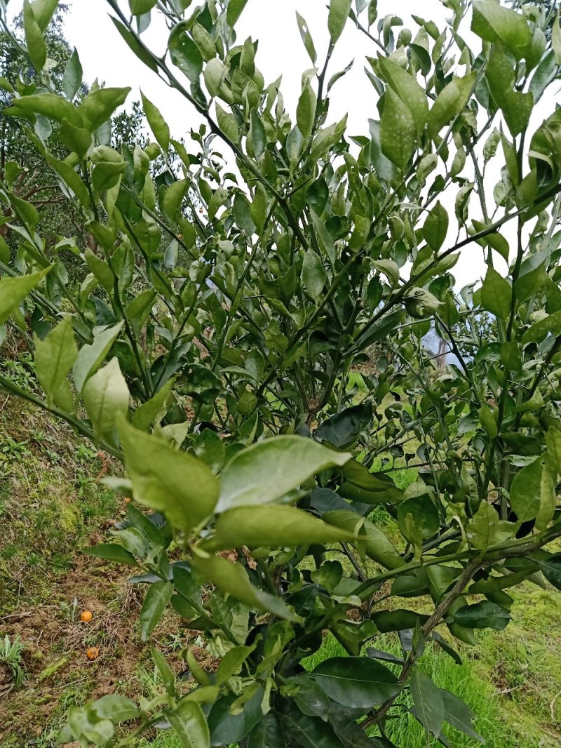 大量批发，明日见，红美人，甘平，纽荷尔脐橙苗木