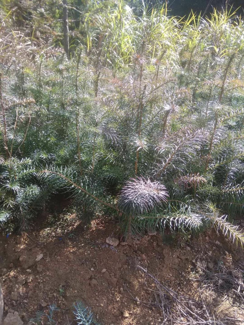 杉木苗大量出售，生长快，易管理。