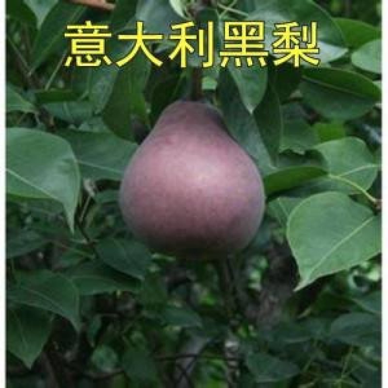 果树苗黑皮黑肉梨嫁接梨树苗意大利黑梨梨树基地直销