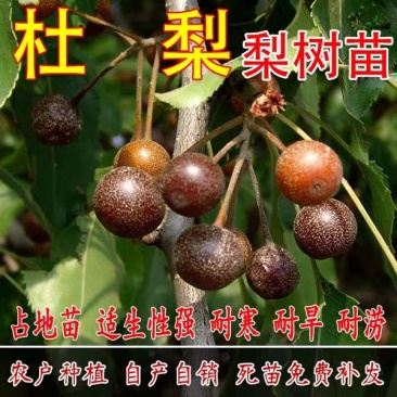 杜梨树苗海棠梨树嫁接苗灰梨苗南北方种植盆栽地栽当年结