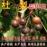 杜梨树苗海棠梨树嫁接苗灰梨苗南北方种植盆栽地栽当年结