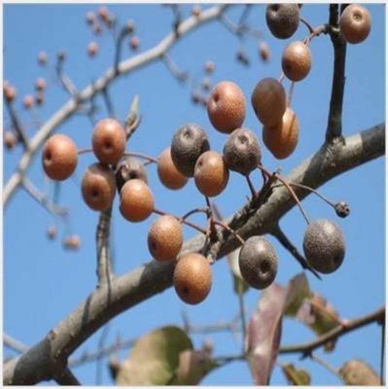 杜梨树苗海棠梨树嫁接苗灰梨苗南北方种植盆栽地栽当年结