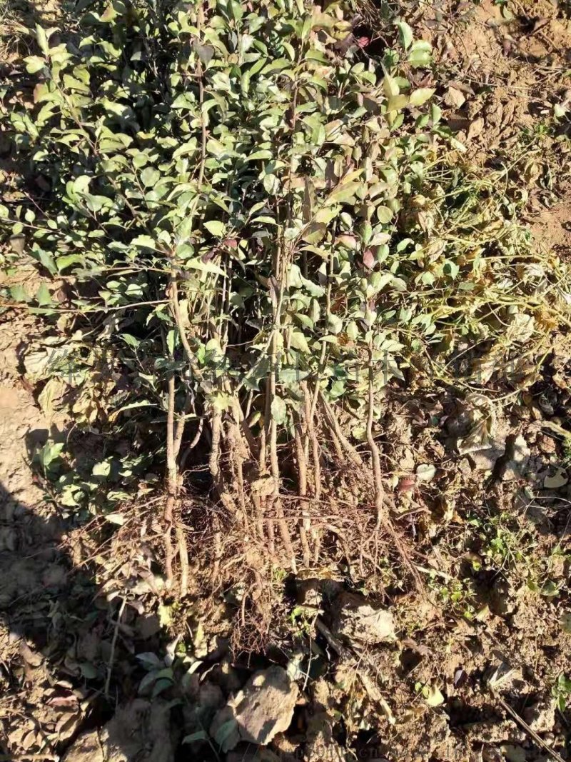 杜梨树苗海棠梨树嫁接苗灰梨苗南北方种植盆栽地栽当年结