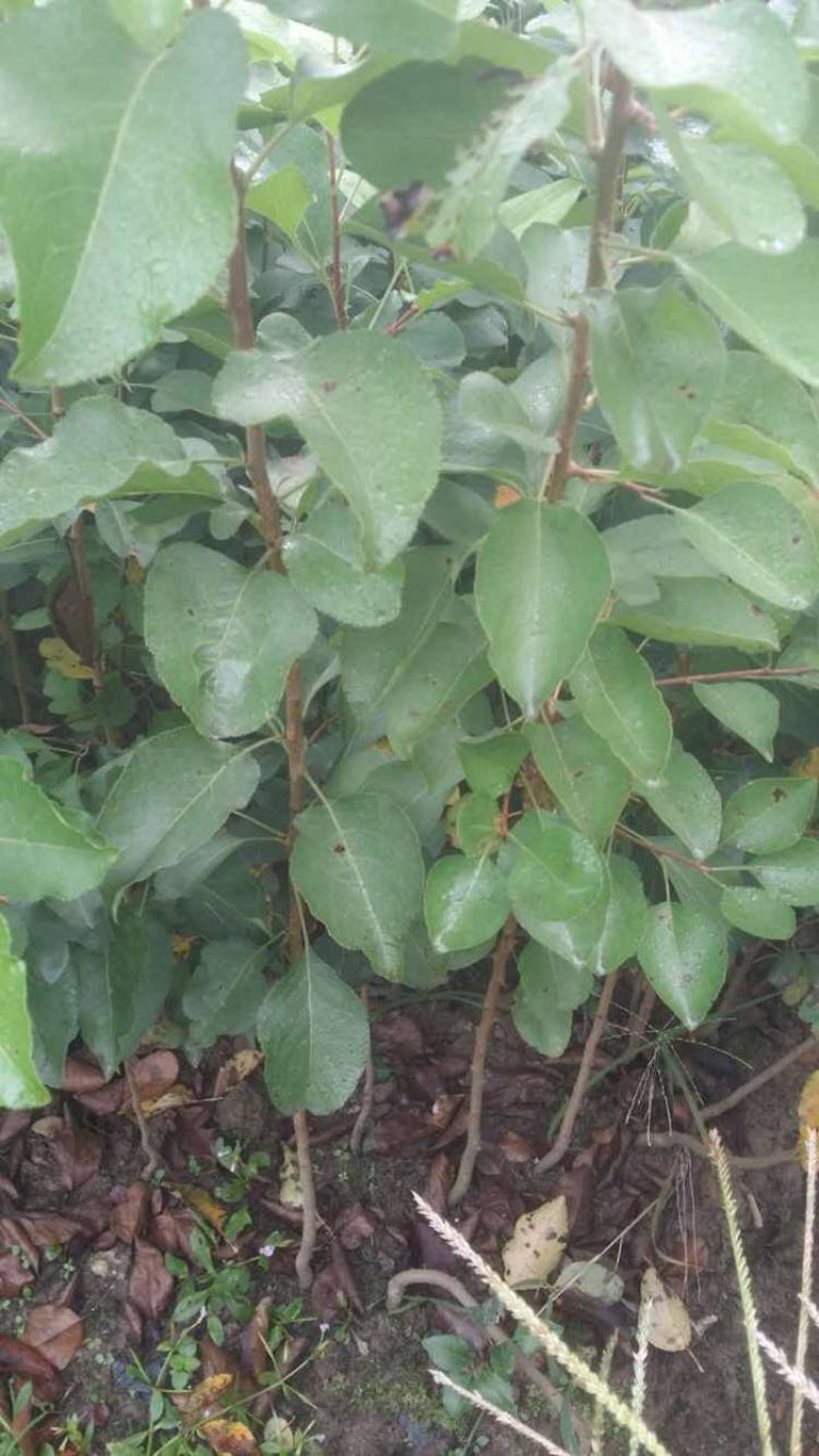 杜梨树苗海棠梨树嫁接苗灰梨苗南北方种植盆栽地栽当年结