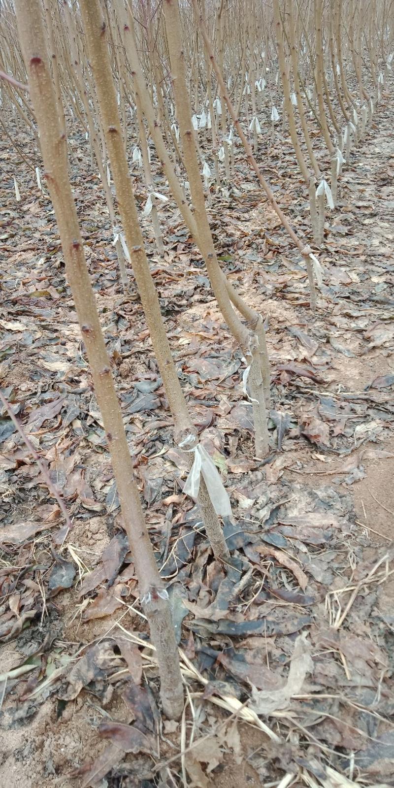 油桃苗，中油蟠桃苗，中油126，紫霞油蟠，基地培育种植嫁