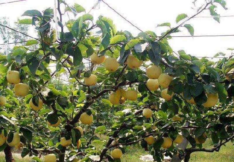 梨树苗皇冠梨苗嫁接梨树苗黄冠梨苗南方北方种植庭院地栽