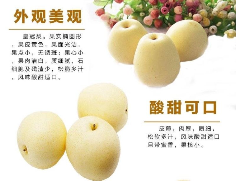 梨树苗皇冠梨苗嫁接梨树苗黄冠梨苗南方北方种植庭院地栽