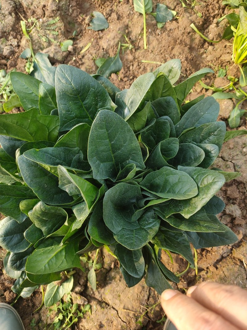 河南焦作一手货源菠菜新鲜翠绿，对接全国欢迎采购热卖中