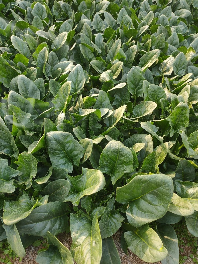 河南焦作一手货源菠菜新鲜翠绿，对接全国欢迎采购热卖中