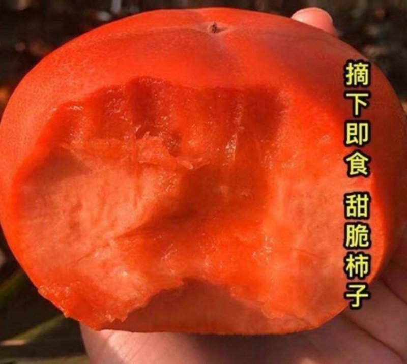 日本脆甜柿苗正宗嫁接苗产量高口感脆甜根系发达易成活包邮