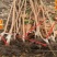 日本脆甜柿苗正宗嫁接苗产量高口感脆甜根系发达易成活包邮