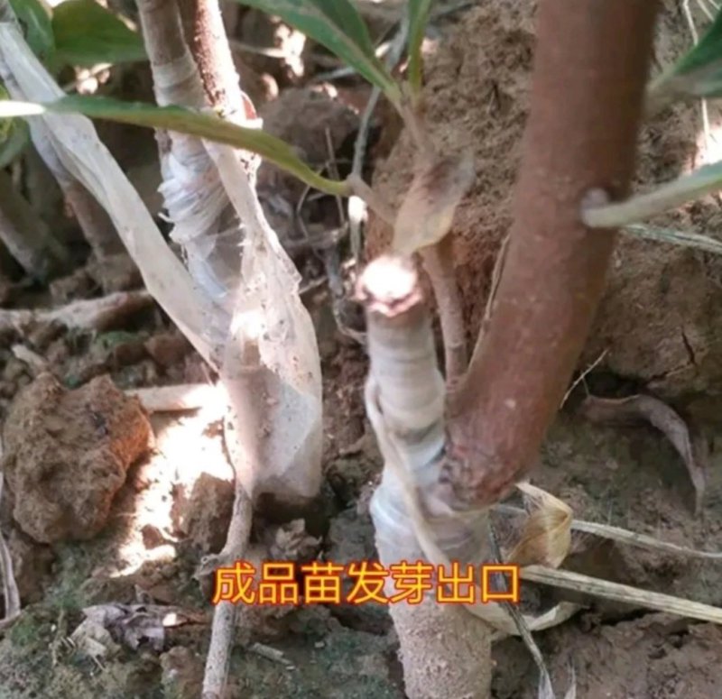 日本脆甜柿苗正宗嫁接苗产量高口感脆甜根系发达易成活包邮