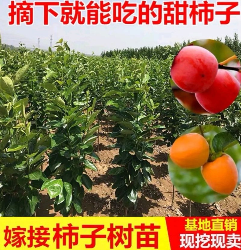 日本脆甜柿苗正宗嫁接苗产量高口感脆甜根系发达易成活包邮