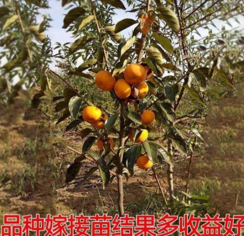 日本脆甜柿苗正宗嫁接苗产量高口感脆甜根系发达易成活包邮