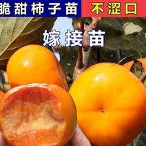 日本脆甜柿苗正宗嫁接苗产量高口感脆甜根系发达易成活包邮