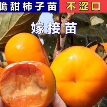 日本脆甜柿苗正宗嫁接苗产量高口感脆甜根系发达易成活包邮