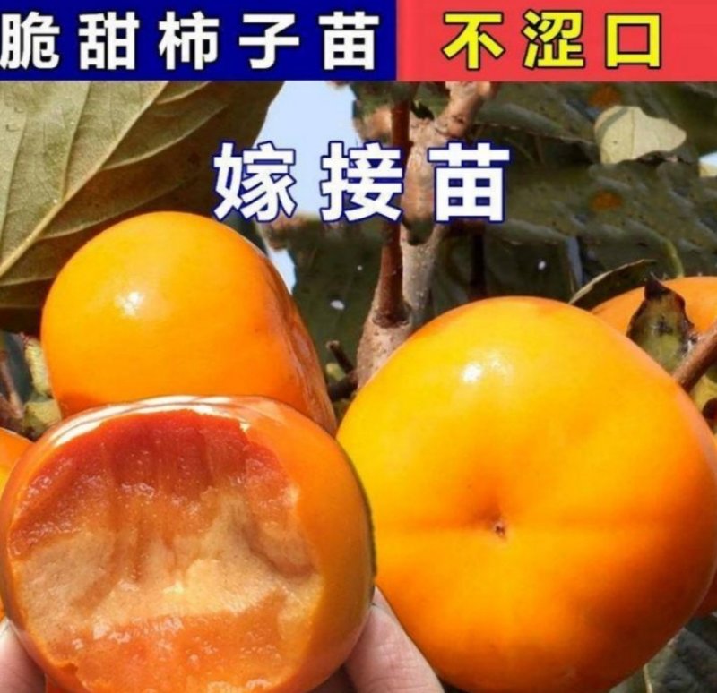日本脆甜柿苗正宗嫁接苗产量高口感脆甜根系发达易成活包邮