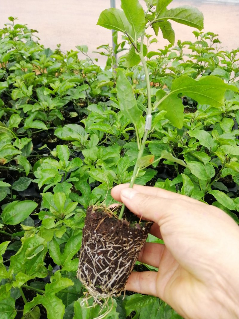 纯正品芭乐味黄金百香果苗