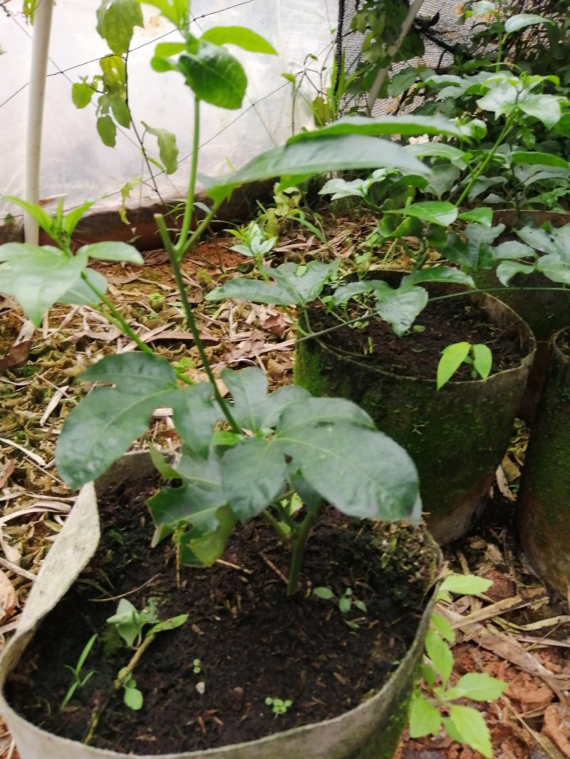 纯正品芭乐味黄金百香果苗
