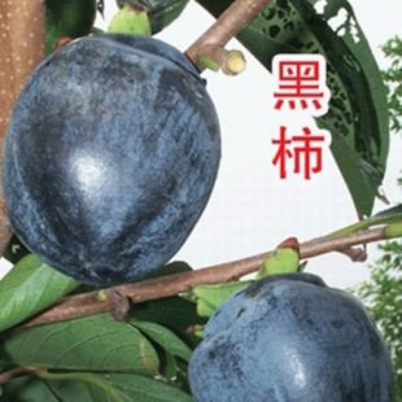 果树苗黑柿子树苗嫁接黑柿苗柿子苗地栽南北方种植