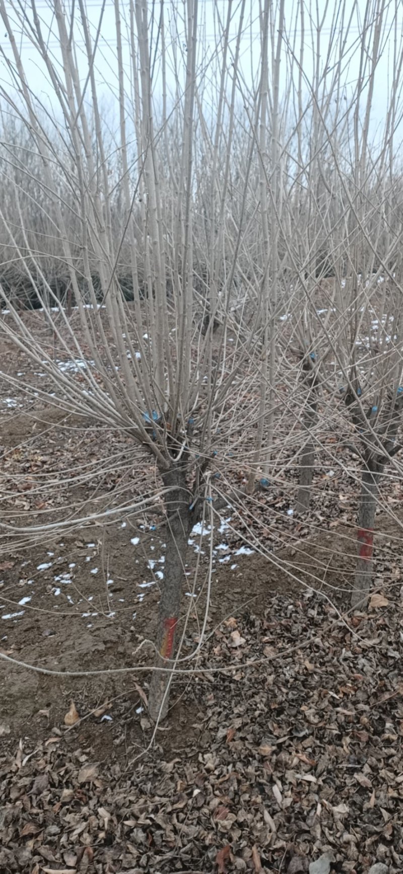 暴马丁香独干，丛生暴马丁香都有