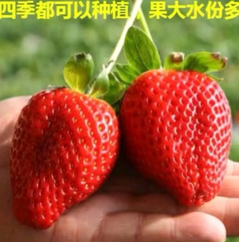 红颜奶油四季草莓苗南北方适宜当年结果包邮