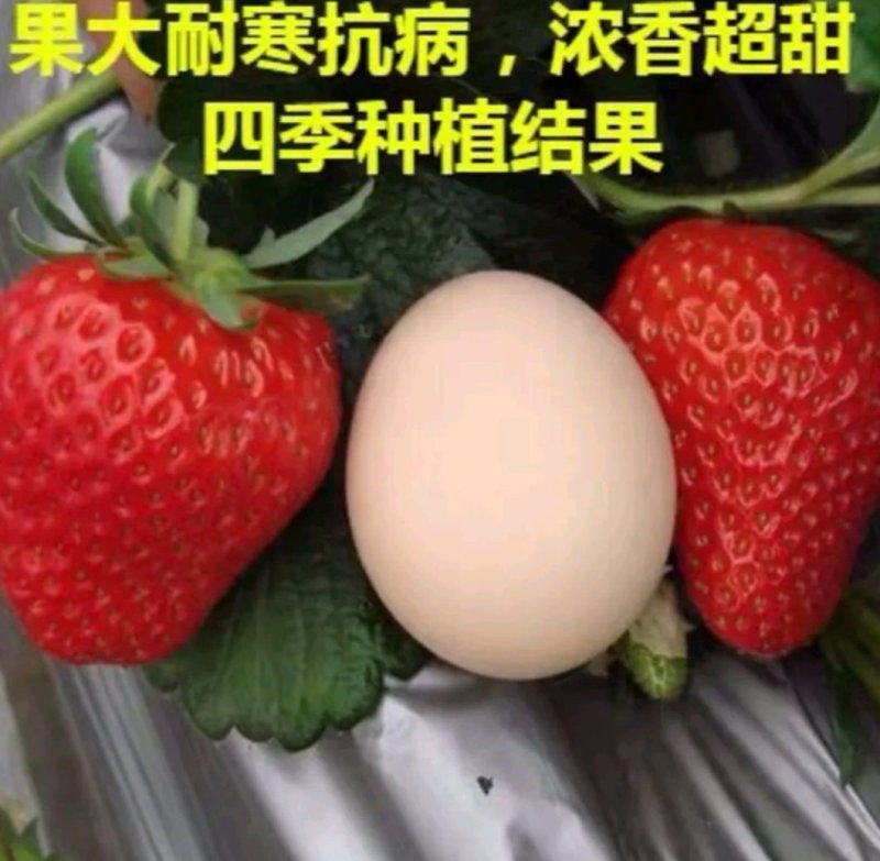 红颜奶油四季草莓苗南北方适宜当年结果包邮