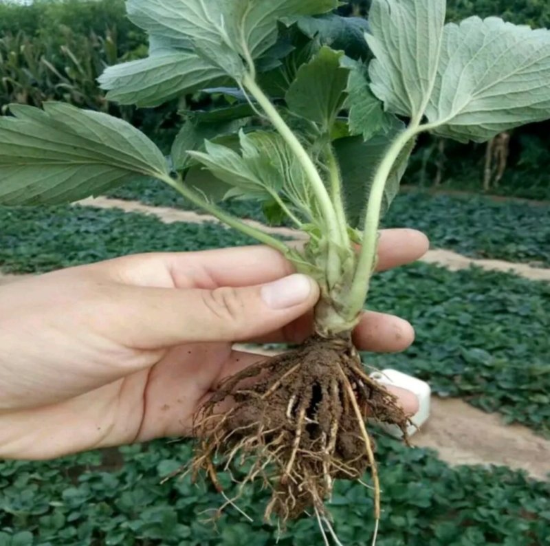 红颜奶油四季草莓苗南北方适宜当年结果包邮