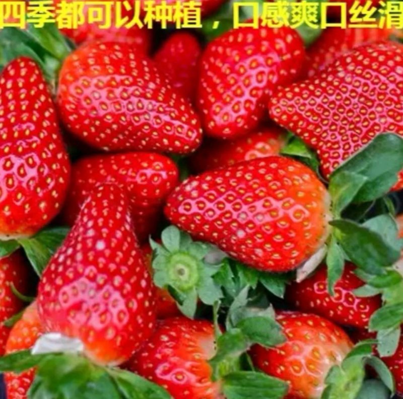 红颜奶油四季草莓苗南北方适宜当年结果包邮