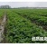 红颜奶油四季草莓苗南北方适宜当年结果包邮
