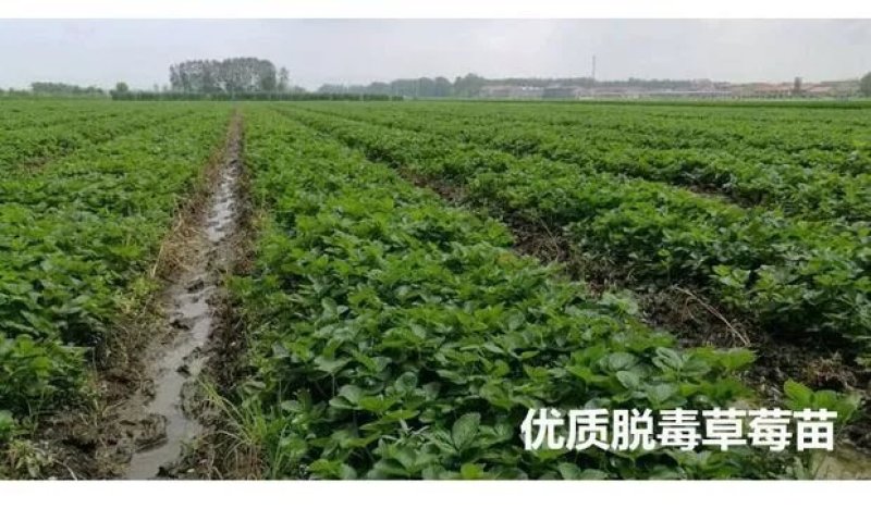 红颜奶油四季草莓苗南北方适宜当年结果包邮