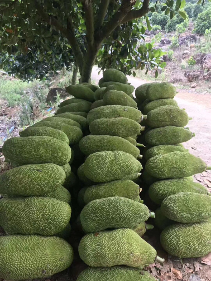 海南菠萝蜜，品质优，超亮，一年四季供应超市优品菠萝蜜！