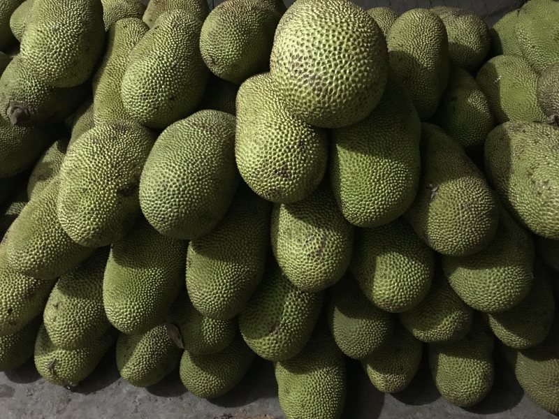 海南菠萝蜜，品质优，超亮，一年四季供应超市优品菠萝蜜！