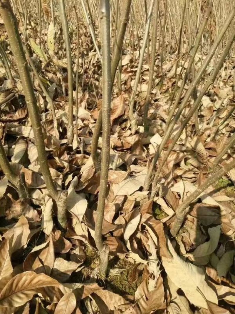 板栗苗湖南货源大量上市有需要的联系！欢迎新老客户洽谈合作