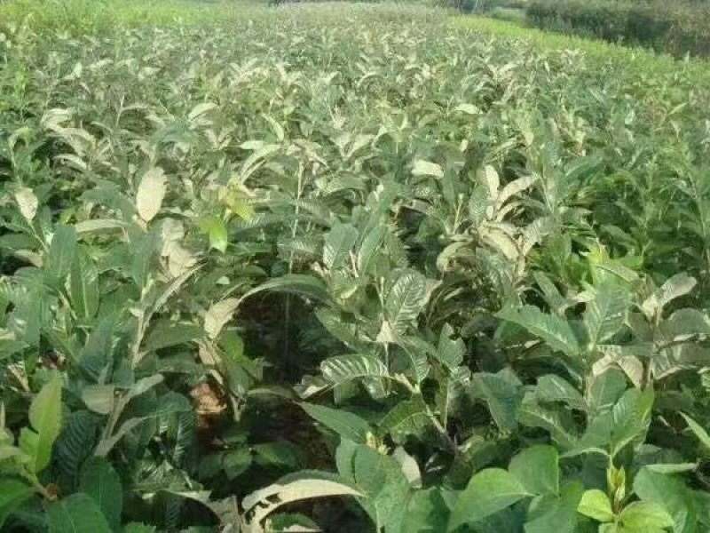 板栗苗湖南货源大量上市有需要的联系！欢迎新老客户洽谈合作