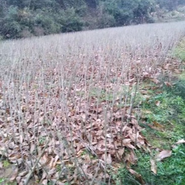 板栗苗湖南货源大量上市有需要的联系！欢迎新老客户洽谈合作