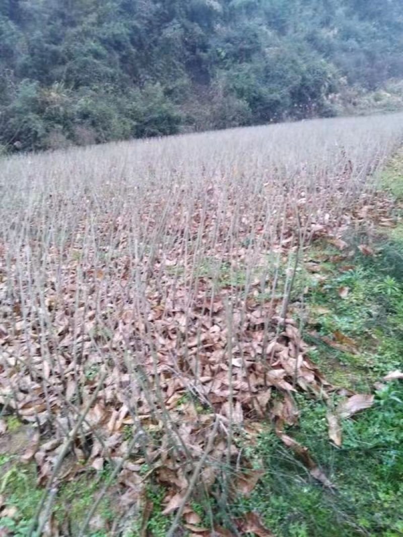 板栗苗湖南货源大量上市有需要的联系！欢迎新老客户洽谈合作