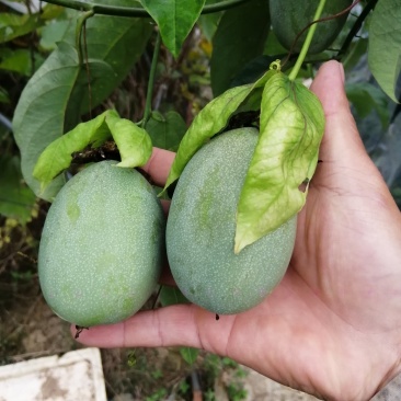 绿皮百香果口味香甜优良品种荔枝味绿皮百香果苗