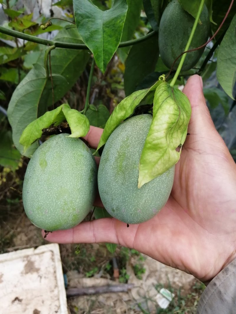 绿皮百香果口味香甜优良品种荔枝味绿皮百香果苗