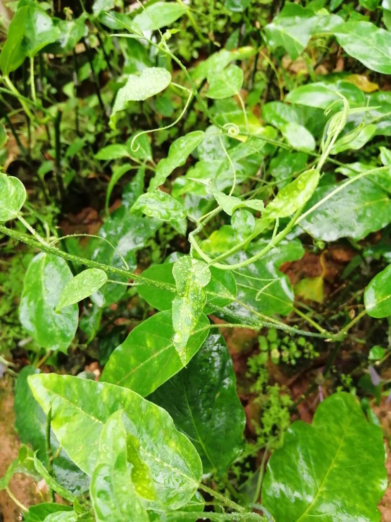 绿皮百香果口味香甜优良品种荔枝味绿皮百香果苗
