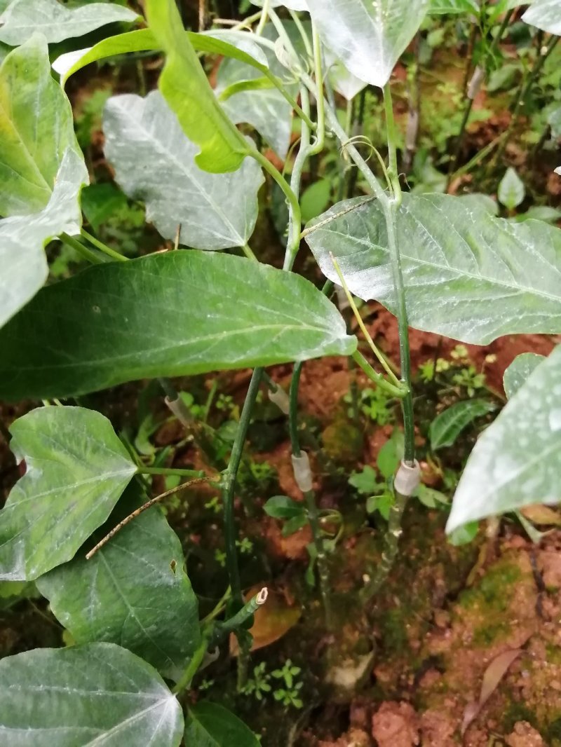 绿皮百香果口味香甜优良品种荔枝味绿皮百香果苗