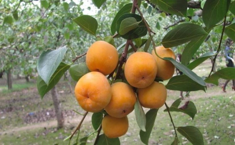 脆柿子苗树嫁接果苗特大无核甜脆黑柿子树苗南北方种植当年包