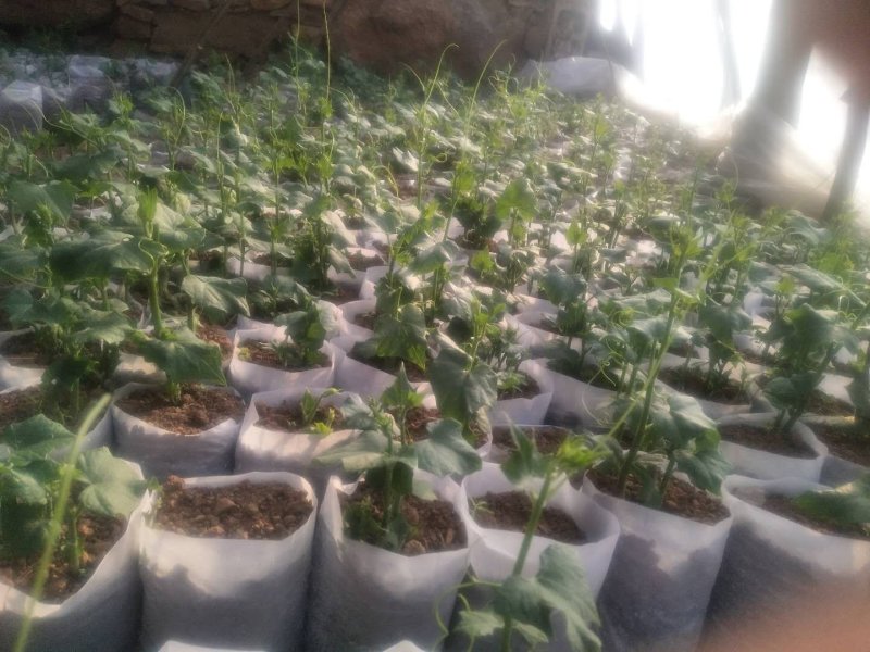 佛手瓜苗优质精品货，一颗产300多斤，质量杠杠的